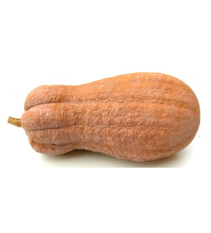 Zucca Violina Biologica