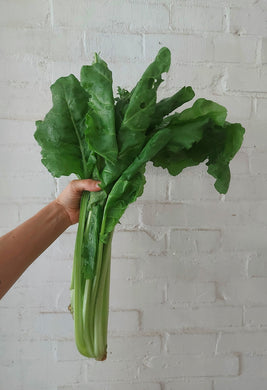 bietolina da taglio biologica