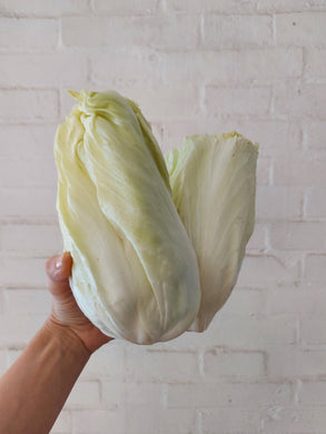 radicchio pan di zucchero biologico