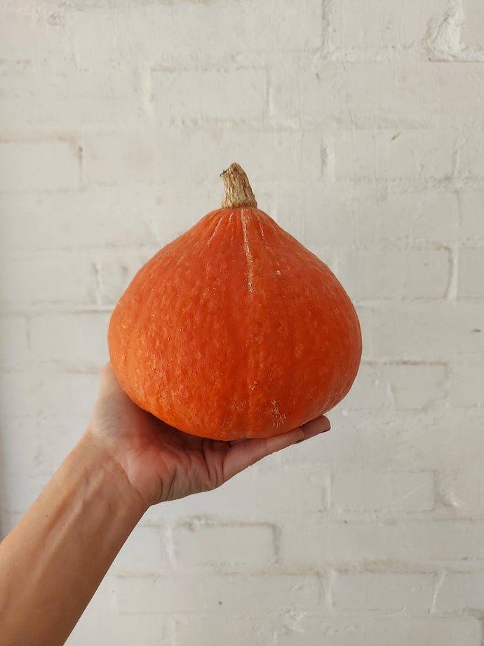 Zucca Hokkaido biologica