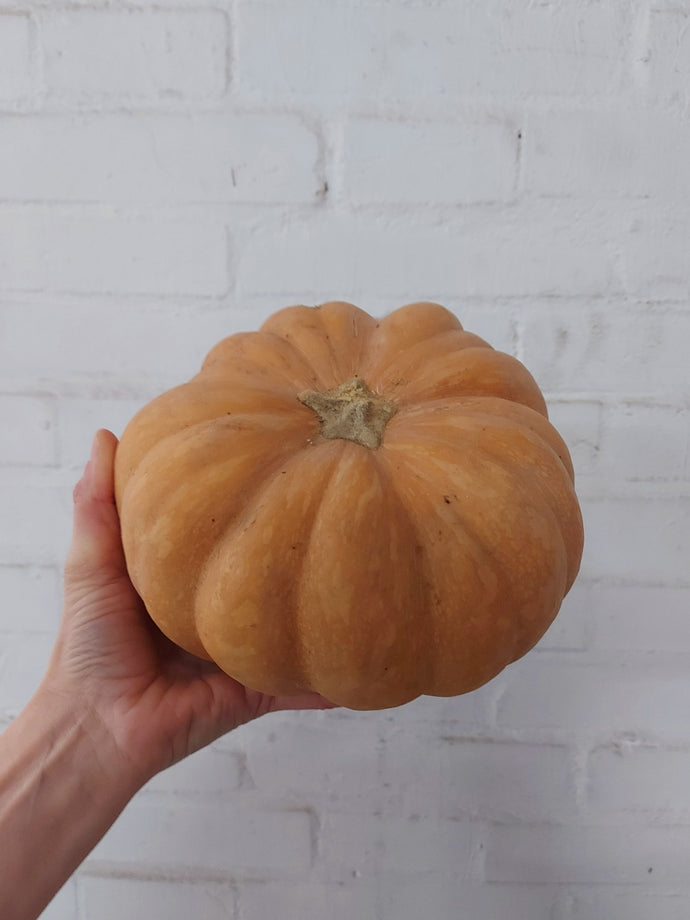 Zucca Moscata biologica